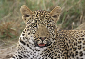 Leopard, Royal Malewane, Thornybush Reserve