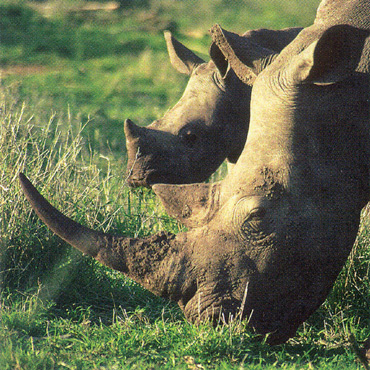 White Rhinos, Royal Malewane, Thornybush Reserve