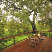 Viewing deck, Royal Malewane Lodge, Thornybush Reserve