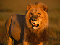 See the Big 5 on a South Africa safari