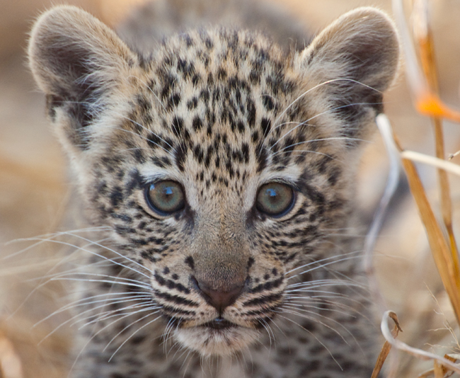 Leopard cub at Madikwe Hills
