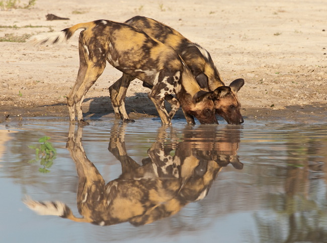 African wild dogs drinking