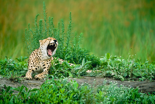 Cheetah relaxing in lush green foliage, Djuma Vuyatela, South Africa