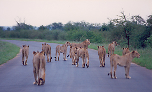 Pride of 14 Lions at Kruger National Park, South Africa