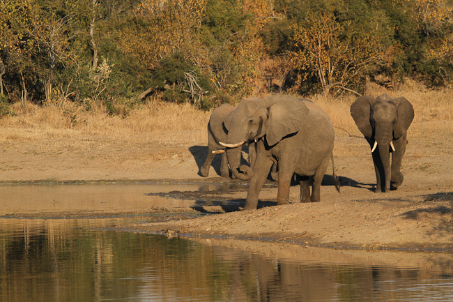 Elephant herd at dam