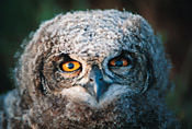 Barred Owl, Shamwari Game Reserve, South Africa