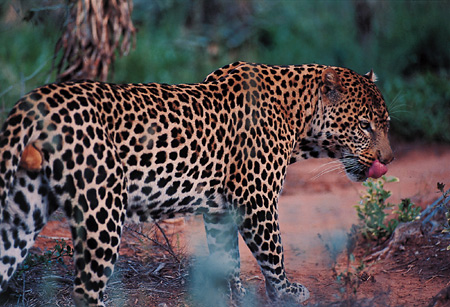 Male Leopard, Shamwari Game Reserve, South Africa