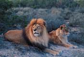 Lion pair, Shamwari Game Reserve, South Africa