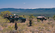 Game drive and Black Rhino at Shamwari Game Reserve