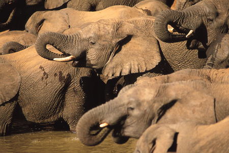 Elephants, Shamwari Game Reserve, South Africa