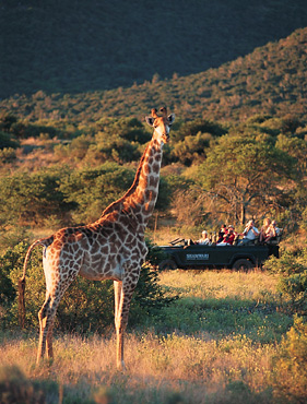 Giraffe, Shamwari Game Reserve, South Africa