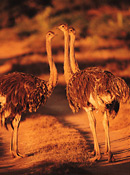 Ostriches, Shamwari Game Reserve, South Africa