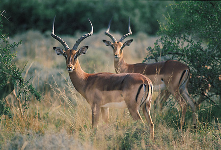 Impalas, Shamwari Game Reserve, South Africa