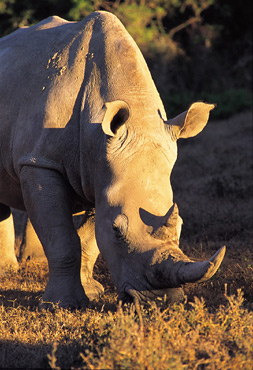 White Rhino, Shamwari Game Reserve, South Africa