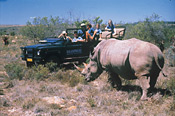 Game drive and White Rhino at Shamwari Game Reserve