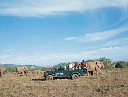 Game drive and Elephants at Shamwari Game Reserve