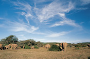Elephants, Shamwari Game Reserve