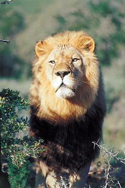 Male Lion, Shamwari Game Reserve, South Africa
