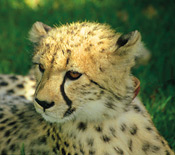 The Cheetah Outreach Programme at Village at Spier