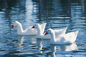 Swaaneweide - feeding place of Swans