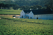 Steenberg Hotel and Wine Farm is a working winery
