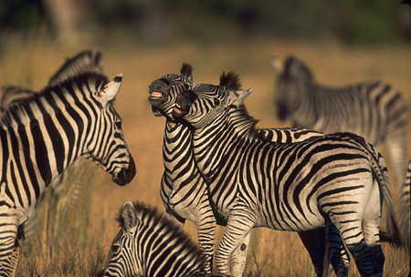 Zebras in morning light, Tanda Tula Safari Camp, Timbavati Nature 
Reserve, South Africa