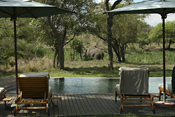Elephant viewing at the pool