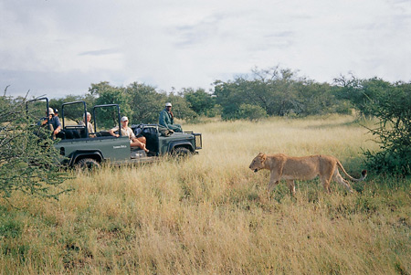 Lioness and game drive at Tanda Tula Safari Camp