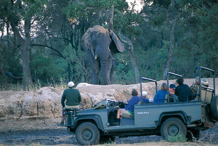 Elephant and game drive at Tanda Tula Safari Camp