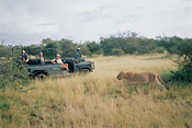 Lioness and game drive at Tanda Tula Safari Camp