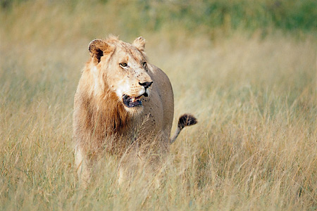 Young Timbavati Lion at Tanda Tula Safari Camp