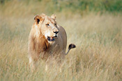 Young Timbavati Lion at Tanda Tula Safari Camp