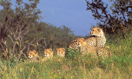 Cheetah family 