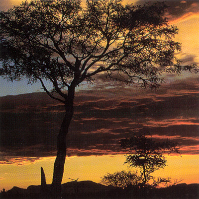 Thornybush sunset 