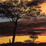 Thornybush sunset
