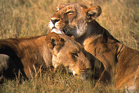 Lions at Londolozi