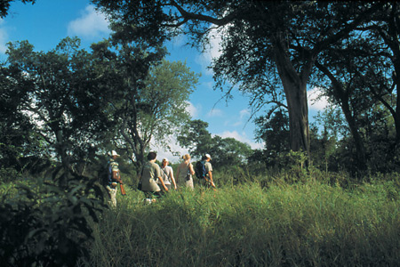 Walking safari at Londolozi