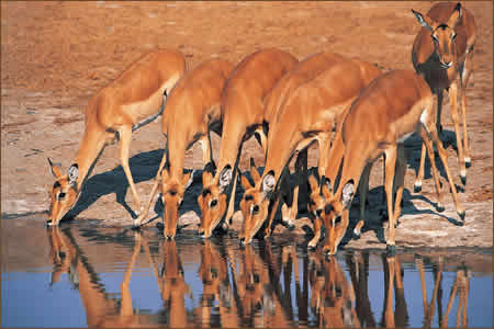 Impalas drinking