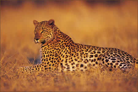 Leopard at Tshukudu