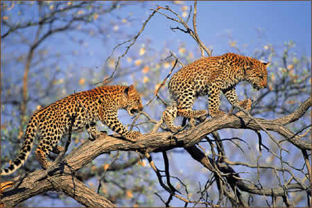 Leopards at Tshukudu