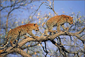 Leopards at Tshukudu 