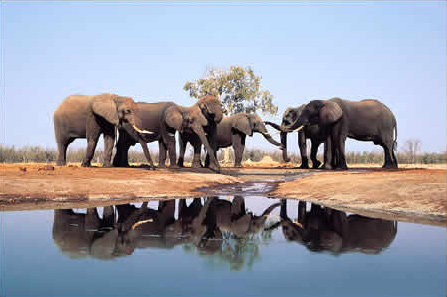 Elephants in Pilanesberg National Park