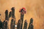 Kalahari Flora