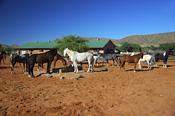 Horse stables at Tswalu