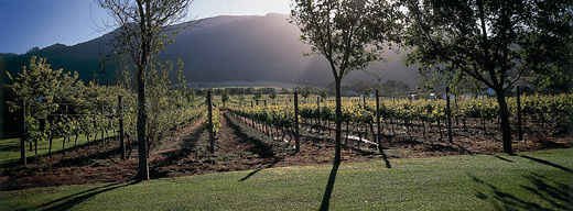 Vineyards at Constantia Uitsig Wine Estate