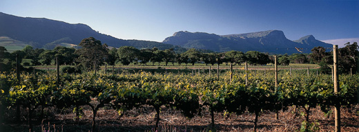 Vineyards at Constantia Uitsig Wine Estate