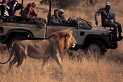 The Sabi Sand Reserve has a high concentration of Lion