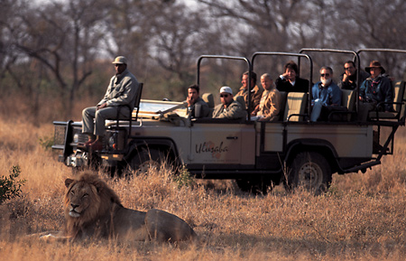 Guests with a male Lion