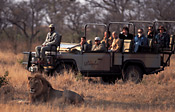 Guests with a male Lion