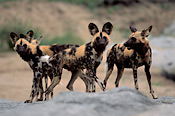 Wild Dogs are a favorite